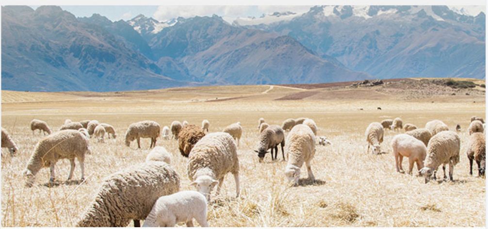 The sheep in the field. The sheep in the field