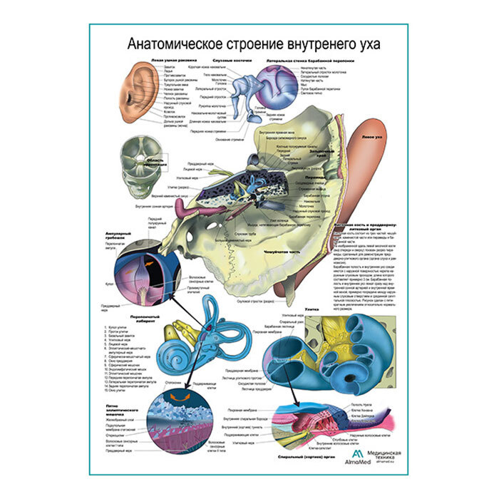 Внутреннее ухо (анатомия человека) плакат глянцевый А2+, плотная фотобумага от 200г/м2  #1