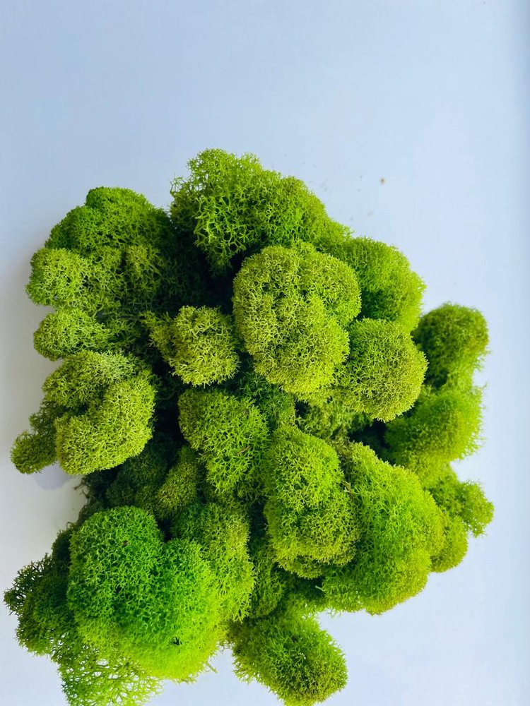 Стабилизированный мох FreshMoss Мох, 500 гр купить по выгодной цене в ...