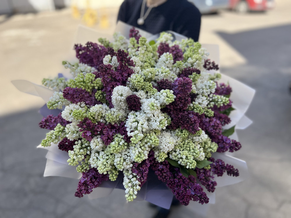 Сирень #1