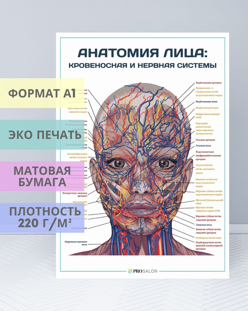 Плакат Анатомия лица: кровеносная и нервная системы для кабинета ...