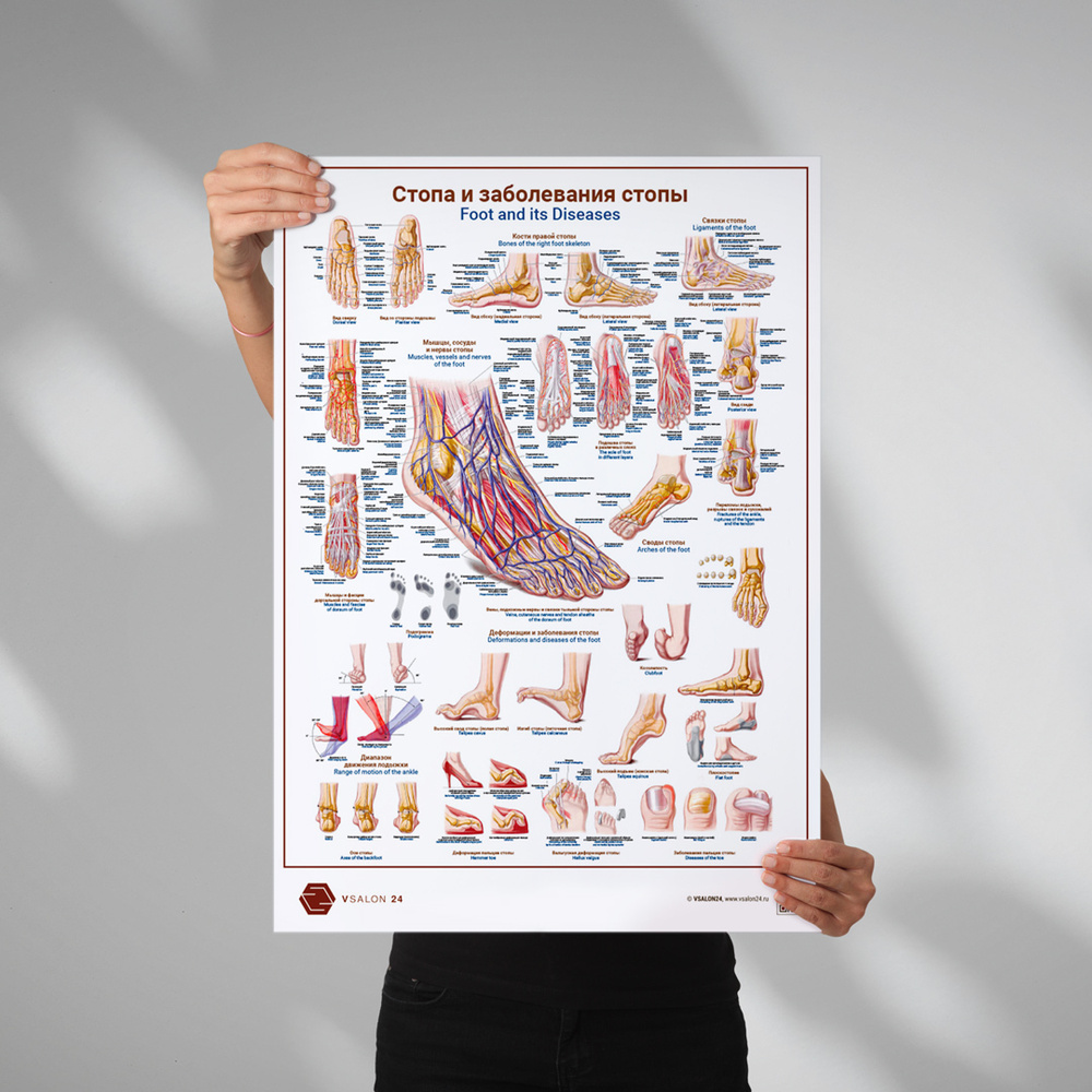 Плакат Стопа и заболевания стопы (русский и англ. язык) формат А1 (84 х 60 см) для кабинета педикюра #1