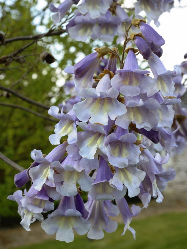 Семена Павловния Форчуна (Paulownia fortunei), 200 штук #1