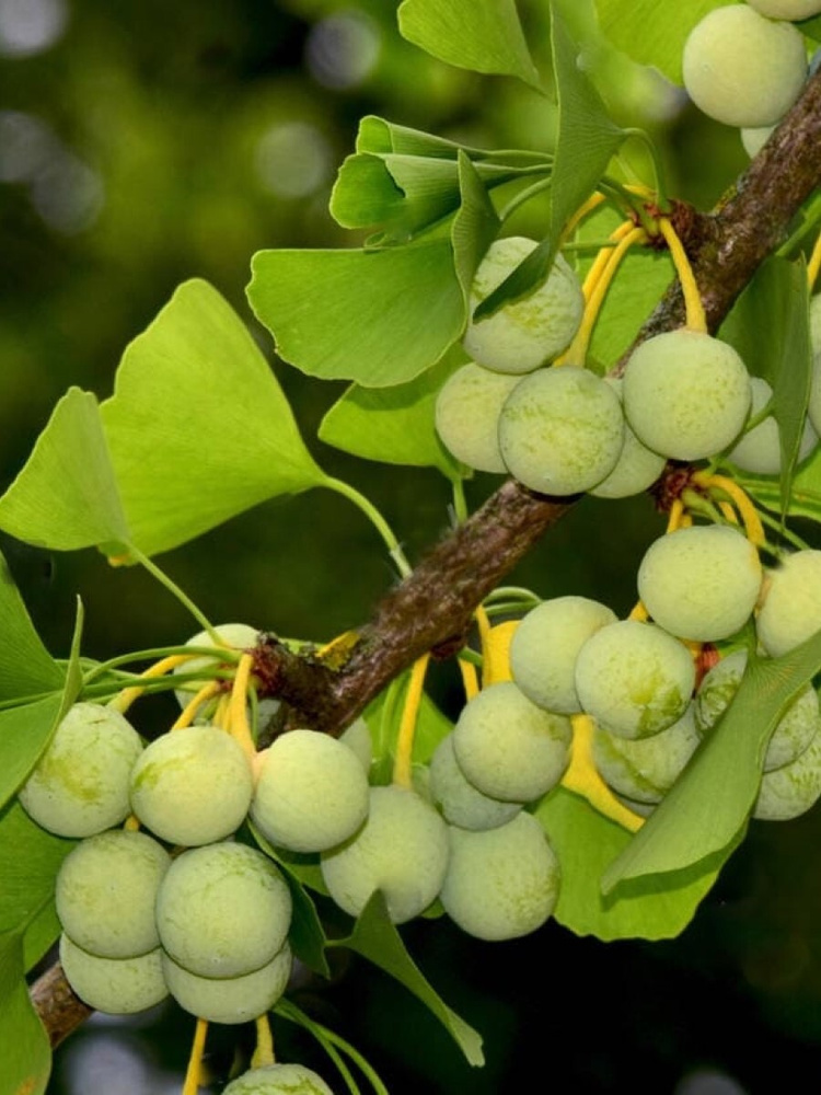 Семена Гинкго билоба (Ginkgo biloba), 5 штук #1