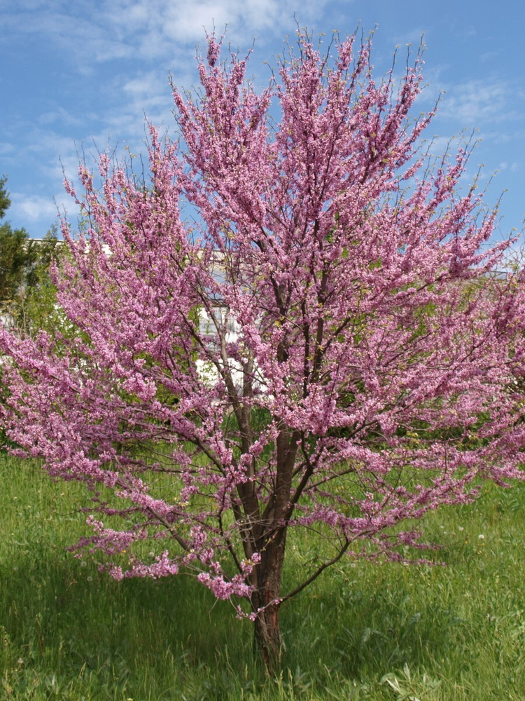 Семена Багрянник европейский (Cercis siliquastrum), 20 штук #1