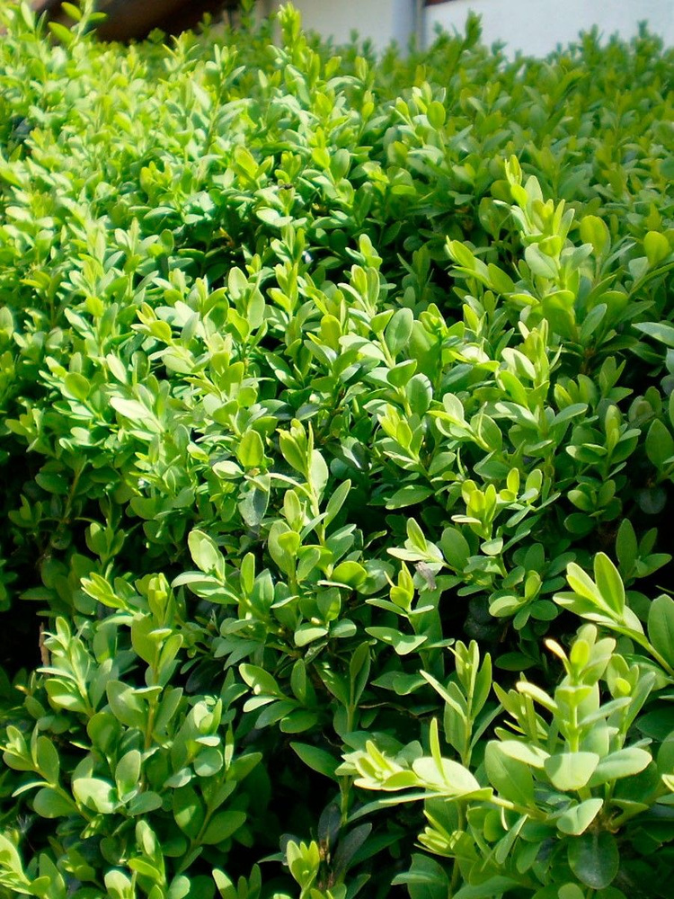 Семена Самшит вечнозеленый (Buxus sempervirens), 10 штук #1