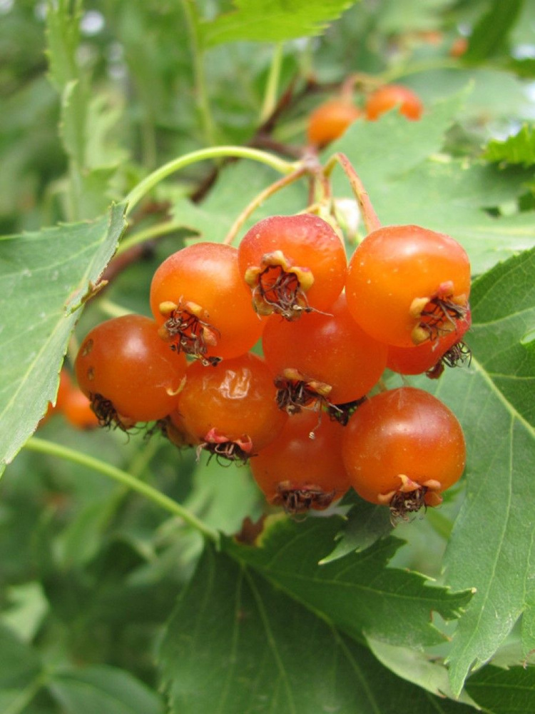 Семена Боярышник алтайский (Crataegus altaica), 15 штук #1