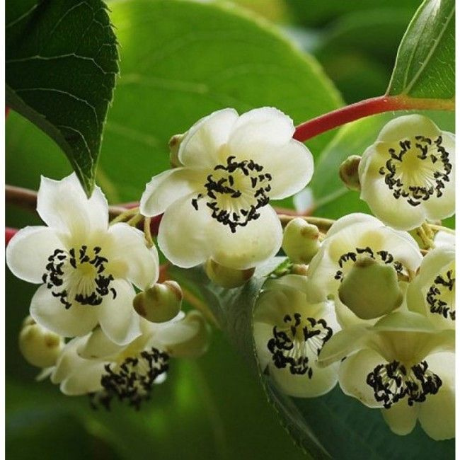 Актинидия гибридная Сладкий ( мужской (опылитель) - купить с доставкой ...