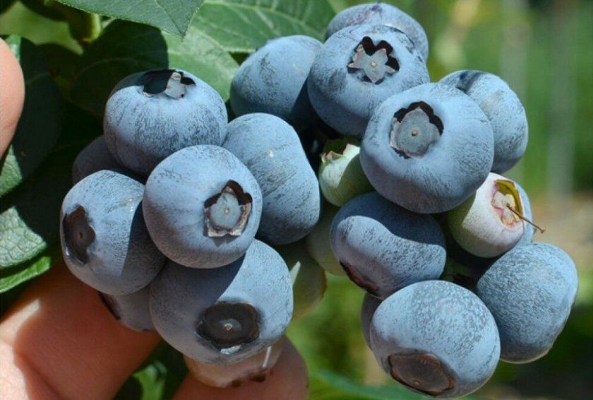 Голубика описание сорта фото Голубика описание сорта фото