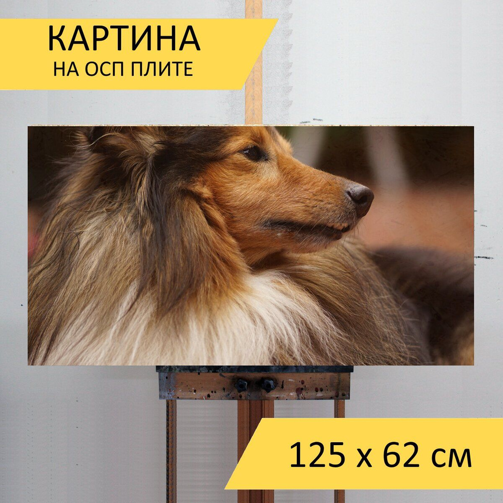 Картина Шелти, собака, портрет животных для интерьера на стену / Декор в  дома, спальню, на кухню, детскую комнату, 125 см х 62 см - купить по низкой  цене в интернет-магазине OZON (859417828)