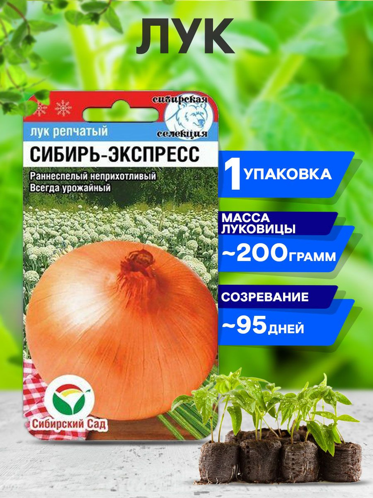 Лук сибирь описание. Сибирский сад. Лук Сибирский. Лук Сибирь отзывы. Лук Сибирь-экспресс (репчатый).