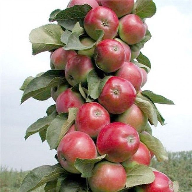 Яблоня колоновидная Созвездие саженец фруктового дерева - купить сдоставкой по выгодным ценам в интернет-магазине OZON (1148567763)