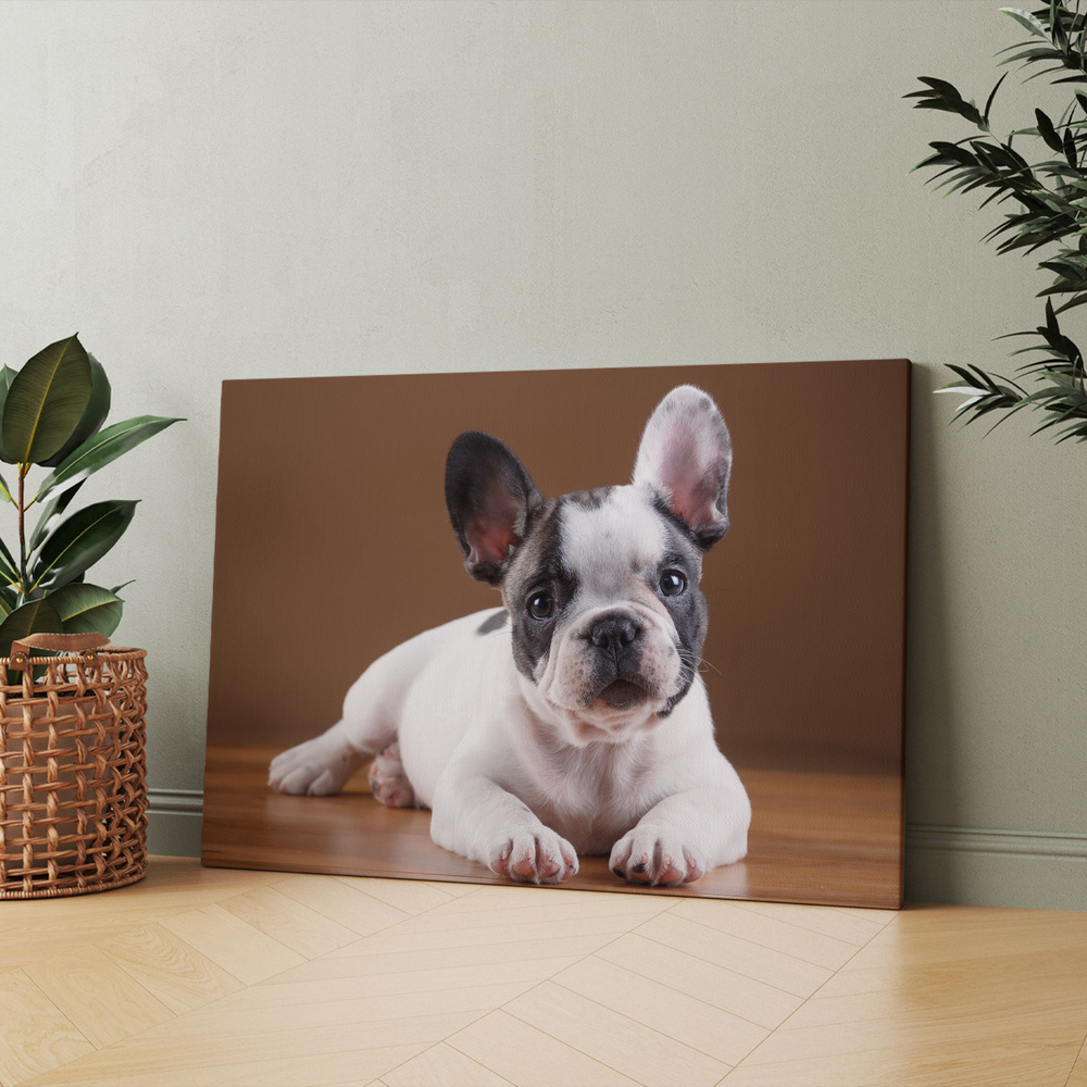 Картина на холсте Маленькая черно-белая собака лежит на деревянном полу  50x70 см. Интерьерная, на стену. - купить по низкой цене в  интернет-магазине OZON (890970904)