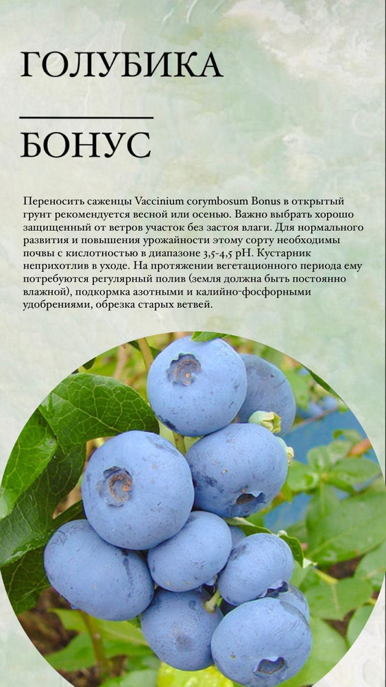 Голубика, саженцы для посадки, многолетние ягодные кусты - купить сдоставкой по выгодным ценам в интернет-магазине OZON (1035020603)