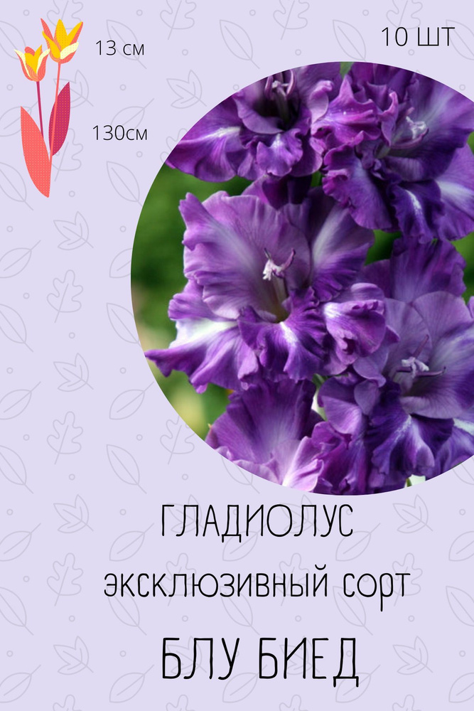 Луковицы купить по выгодной цене в интернет-магазине OZON (1117488897)