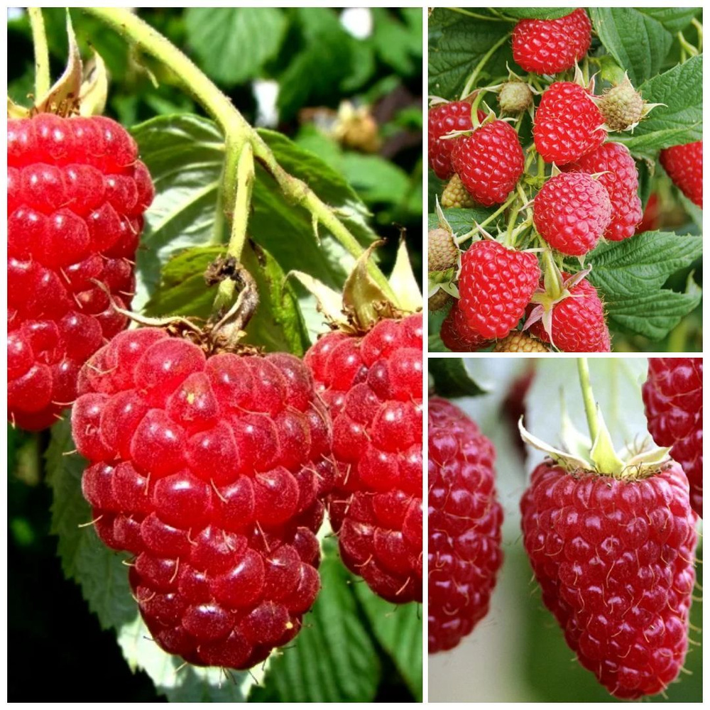 Комплект из 3х саженцев малины Чудесная Мелодия - купить с доставкой по ...