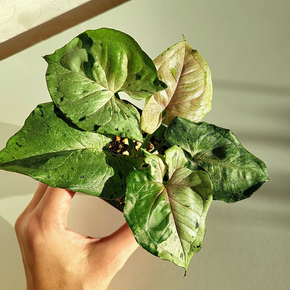 Сингониум СЕРЫЙ ПРИЗРАК, 6 дм, 1 шт - купить по выгодной цене в ...