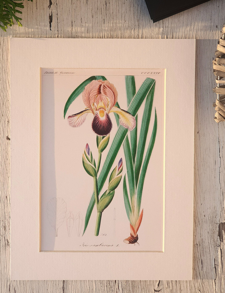 Ботаническая иллюстрация из немецкого атласа 19 века, оформлена в ...