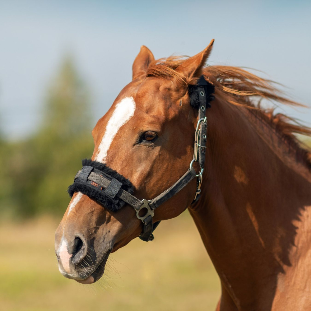 Седло для лошади: как выбрать и надеть?