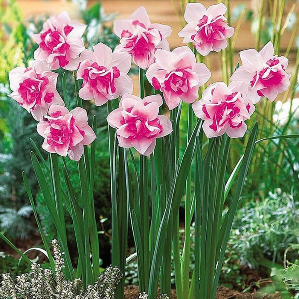 Нарцисс Розовый крупноцветковый 8 шт #1