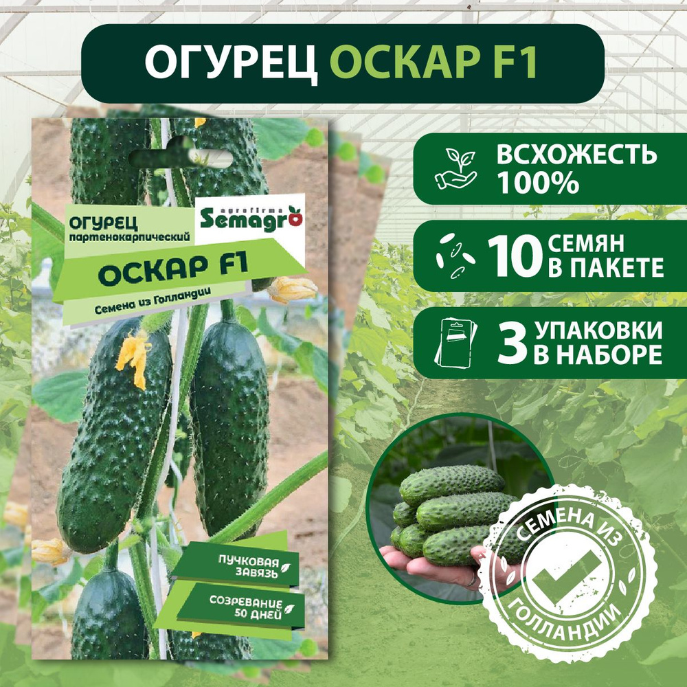 Огурцы Seminis овощи_3_Семена Огурец партенокарпик Оскар F1 , 3 пакета -  купить по выгодным ценам в интернет-магазине OZON (1299536522)