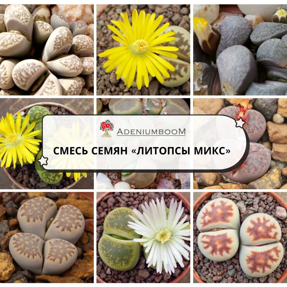 Разнообразные комнатные, Декоративные разные AdeniumBOOM DRRAST-26_Lithops  Mix - купить по выгодным ценам в интернет-магазине OZON (1345040636)