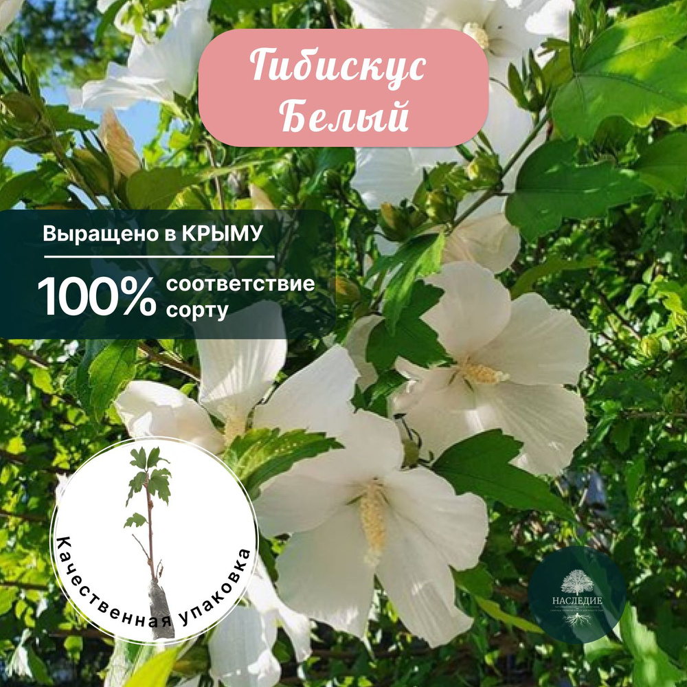 Саженцы Гибискус Белый - купить с доставкой по выгодным ценам в ...
