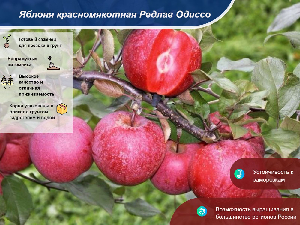 Саженец #1