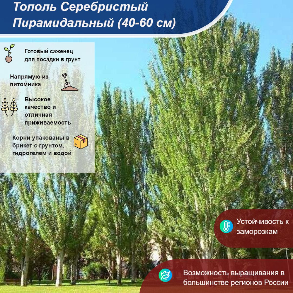 Саженец #1