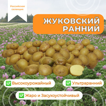 Крахмальные сорта картофеля