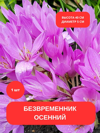 Безвременник Луковицы – купить в интернет-магазине OZON по низкой цене