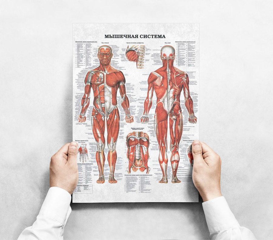 Анатомический плакат. Анатомические плакаты. Плакаты по анатомии. Плакат анатомия в цифрах. Плакаты по анатомии животных.