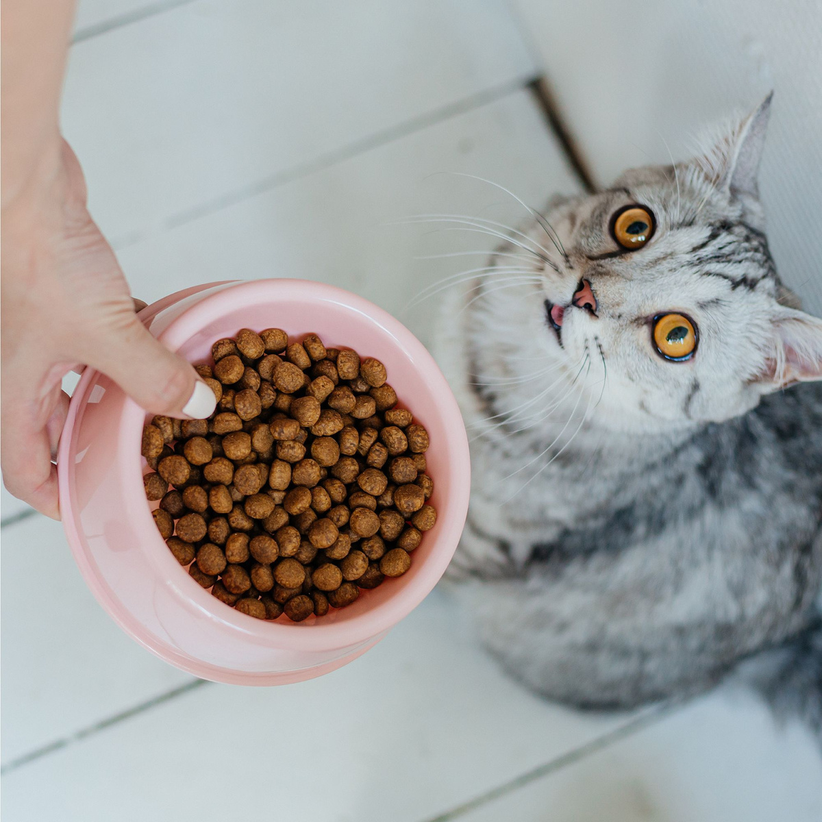 Сухой полнорационный корм для стерилизованных кошек "Catland" с ...