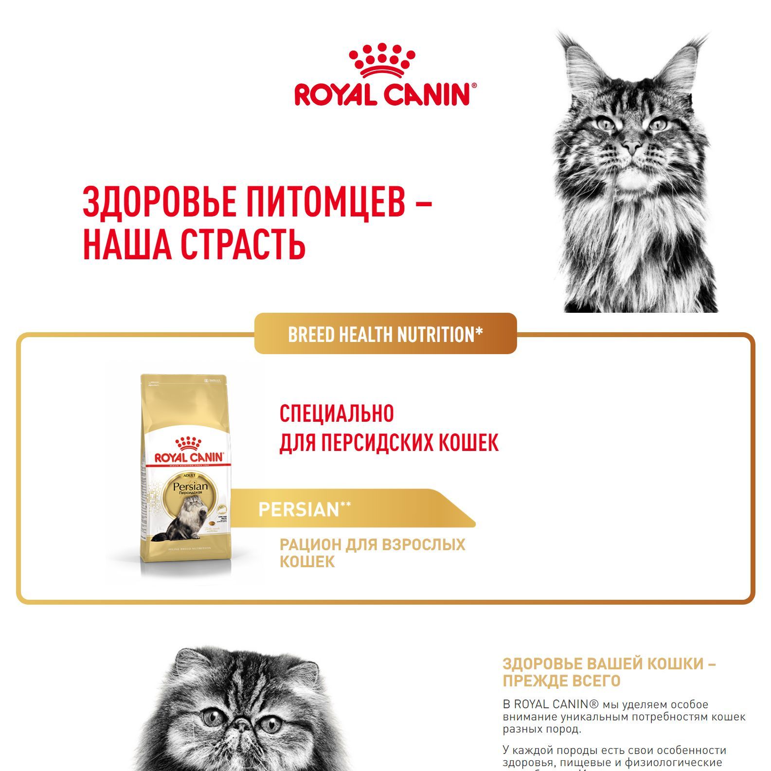 Royal Canin Persian Adult (Роял Канин Эдалт со вкусом птицы) корм для ...