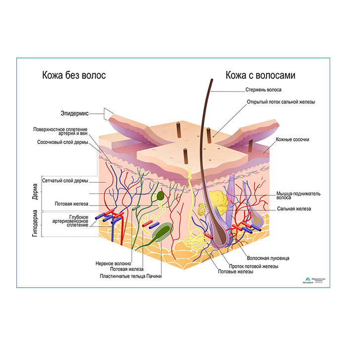 Строение кожи и волос (анатомия человека) плакат глянцевый А1+, плотная фотобумага от 200г/м2  #1