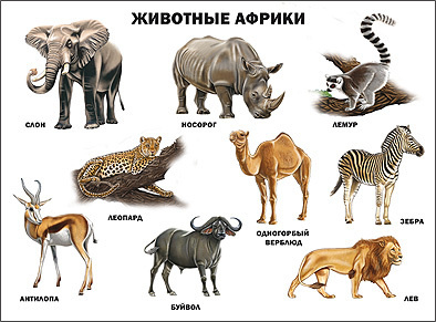Плакат. Животные Африки | Визаулин Александр - купить с доставкой по ...
