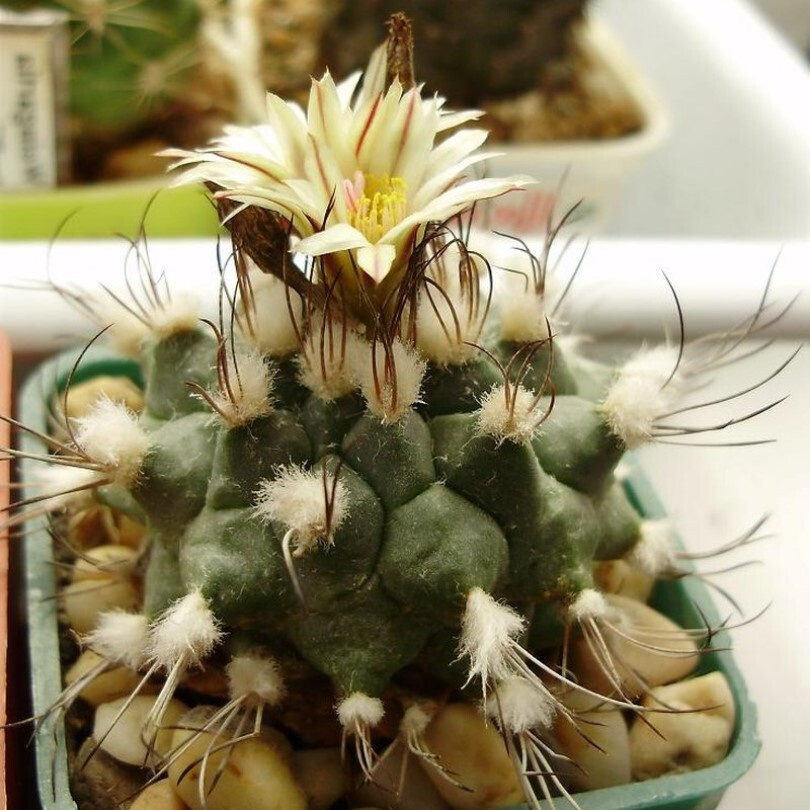 Суккулент Кактус Turbinicarpus swobodae семена (10 ШТ) #1