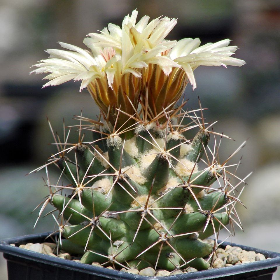 Суккулент Кактус Coryphantha scheeri SB-843 семена (10 ШТ) #1