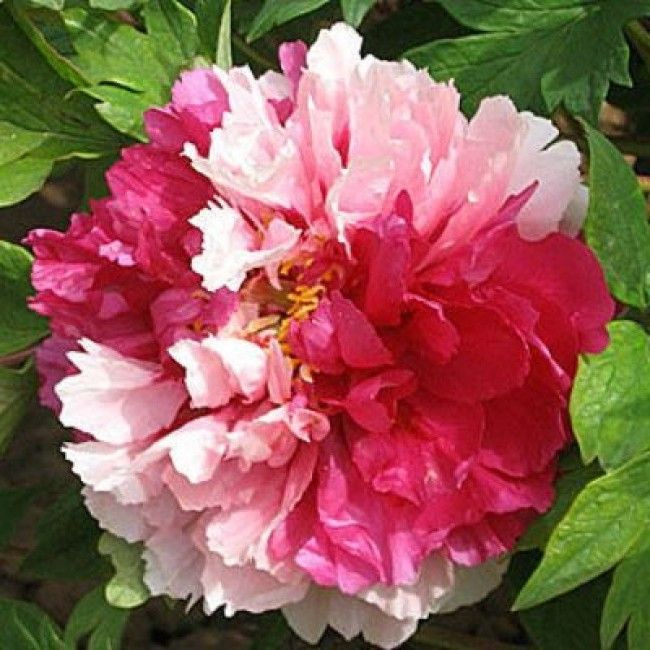 Пион древовидный Сестры Киао - купить с доставкой по выгодным ценам в ...