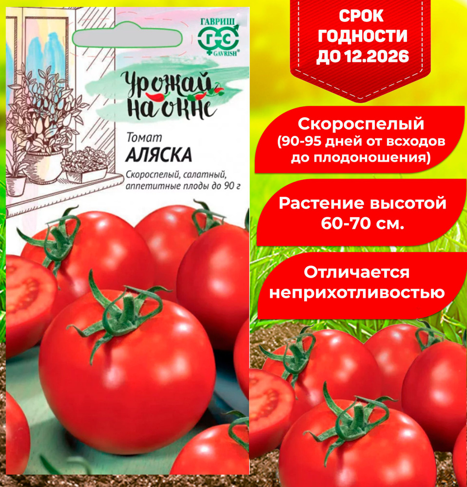 Семена подоконных помидор Аляска. Томат Аляска урожай на окне Гавриш. Томат Аляска. Томат Аляска СЕДЕК.