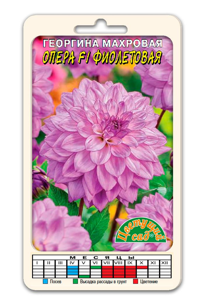 Георгина Dahlia