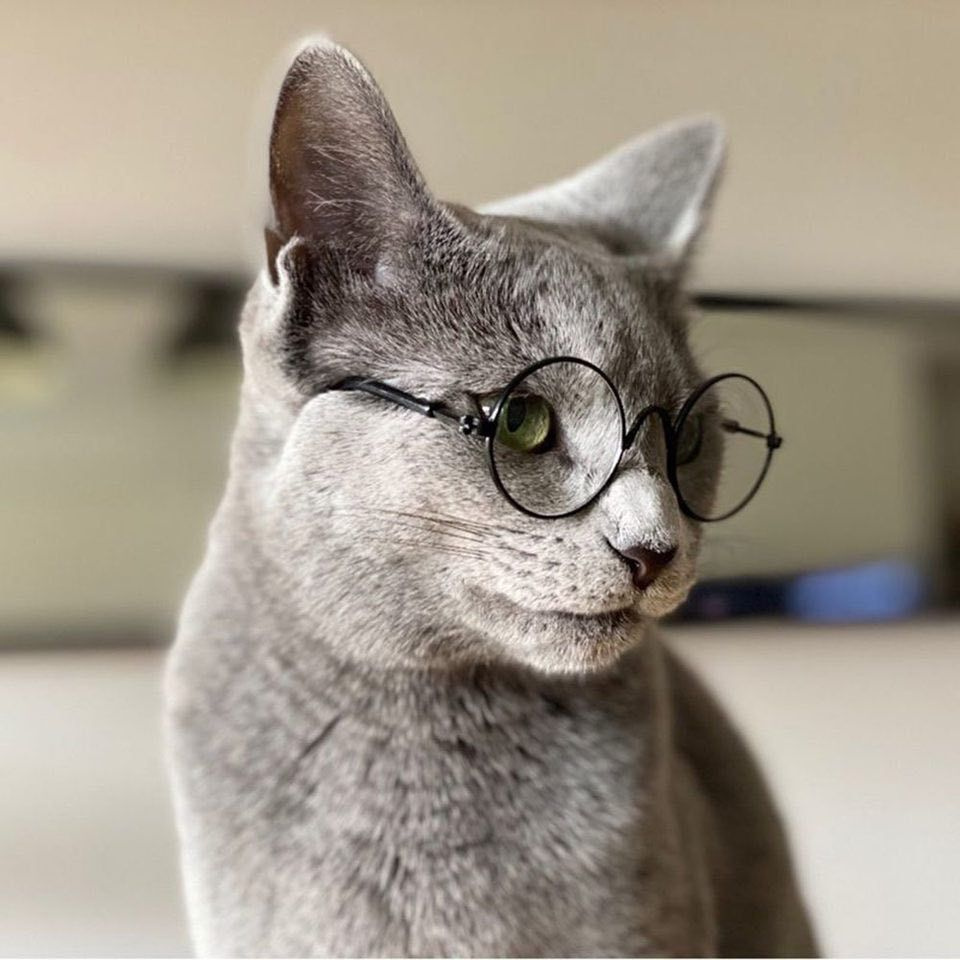 Солнцезащитные очки для кошек, для собак, стильный аксессуар для кошек, для  животных, для фото LUNA for you - купить с доставкой по выгодным ценам в  интернет-магазине OZON (880270539)