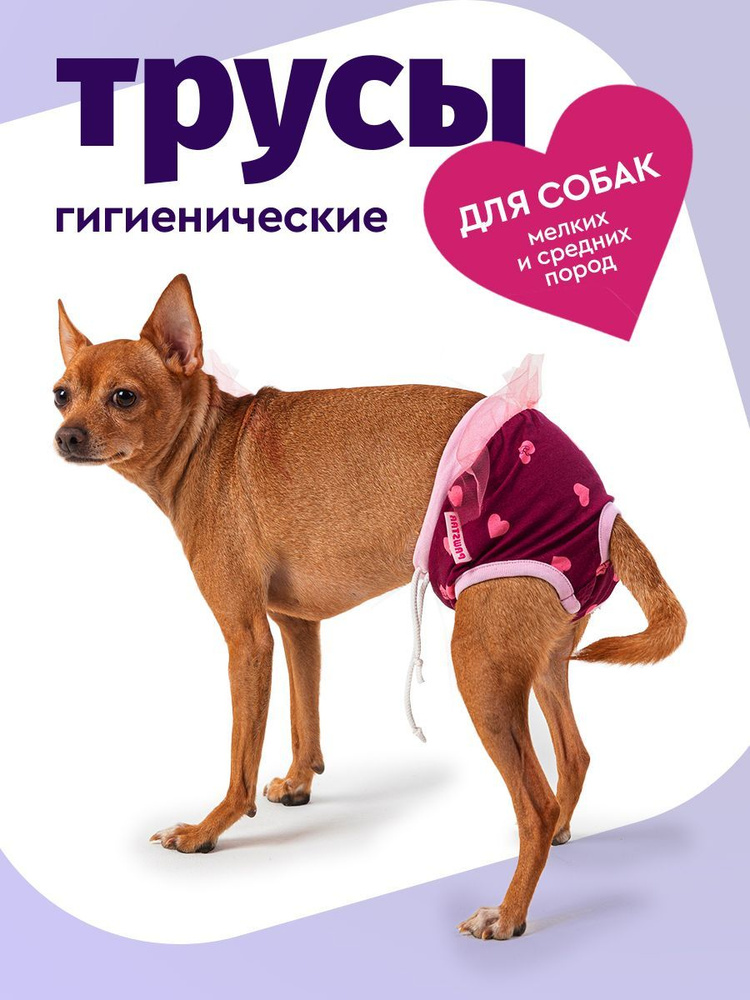 Трусы для собак при течке, Бордовые, 3 Family Pet - купить с доставкой по  выгодным ценам в интернет-магазине OZON (853278917)
