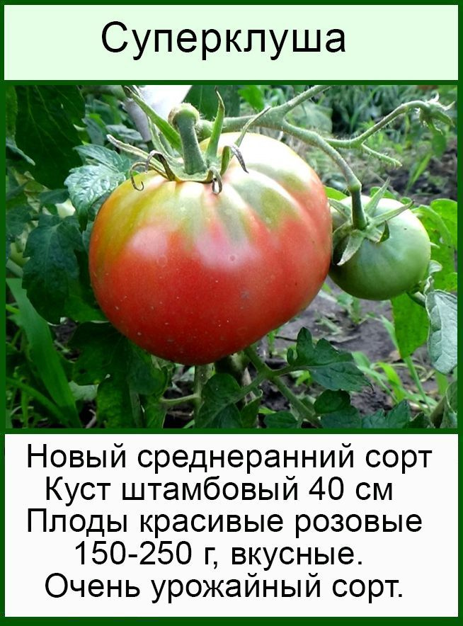 Томат Суперклуша семена #1