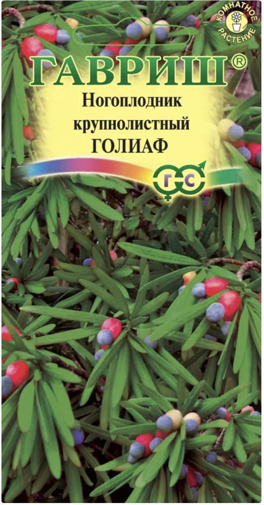 Ногоплодник Голиаф круглолистный, 1 пакет, семена 3 шт, ГАВРИШ, вечнозеленое хвойное дерево, комнатное #1