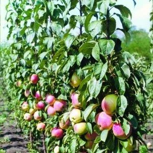 Яблоня колоновидная Сенатор саженец - купить с доставкой по выгодным ...