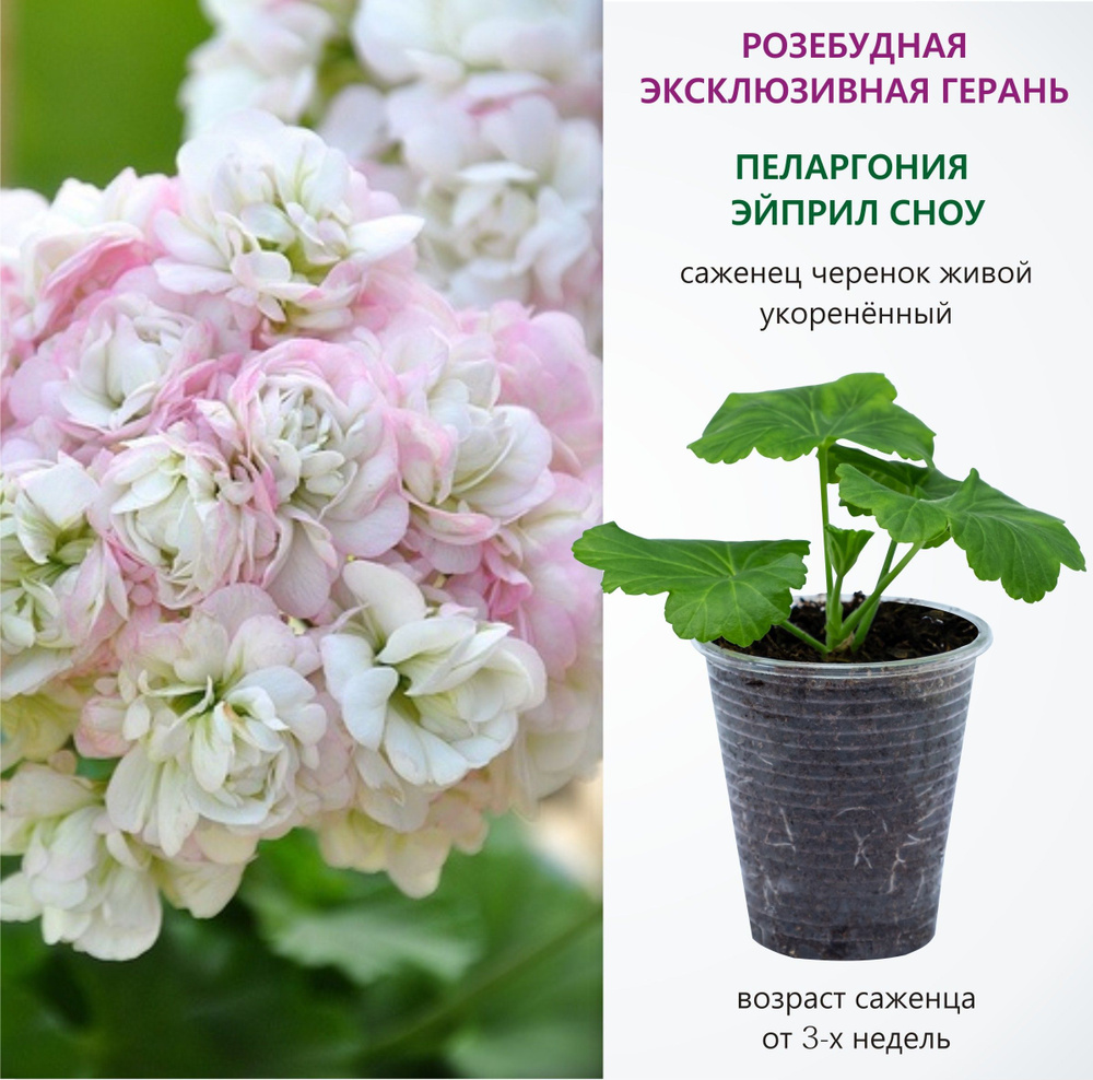 Саженец черенок живой укоренённый Пеларгония (герань) зональная Эйприл ...