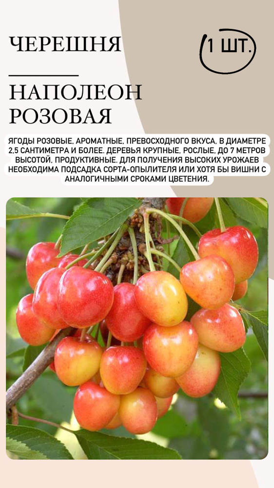 Луковицы Черешня #1