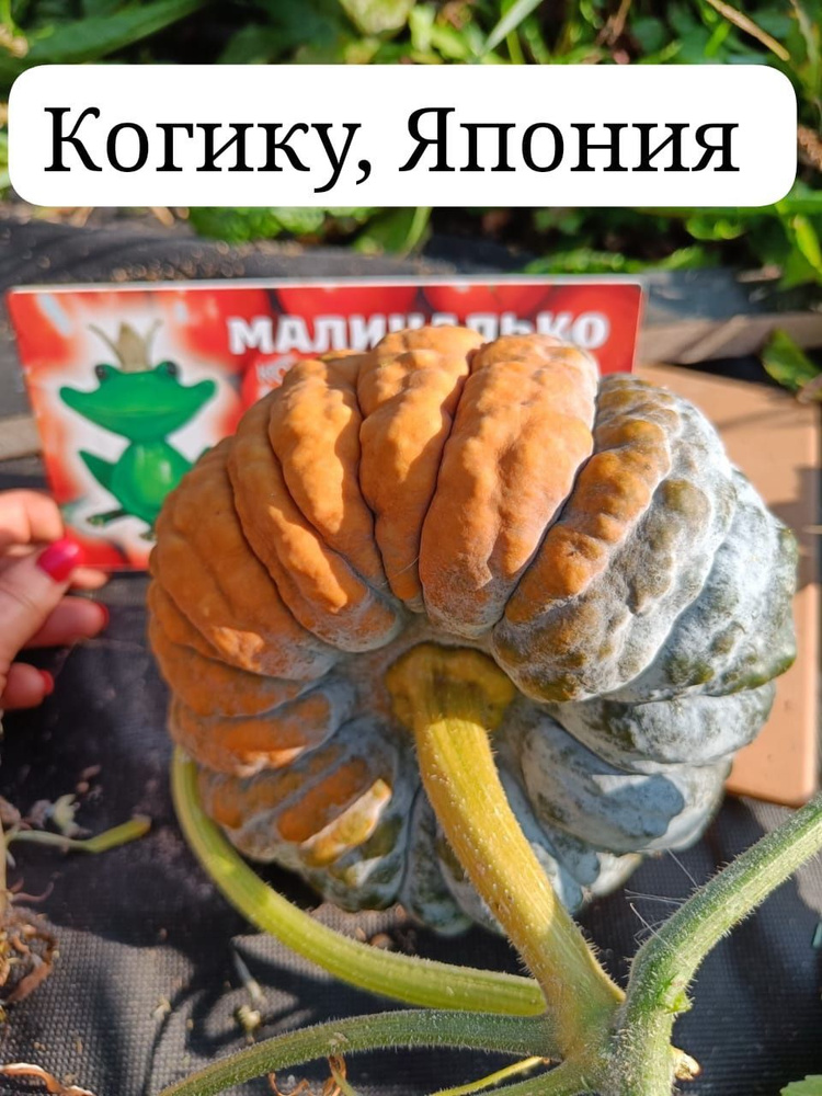 Семена #1