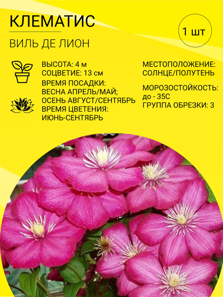 Клубни Клематисы, Клематис купить по выгодной цене в интернет-магазине ...